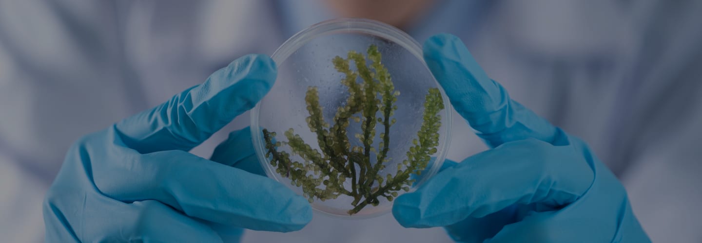 Baner Lombarda H doo